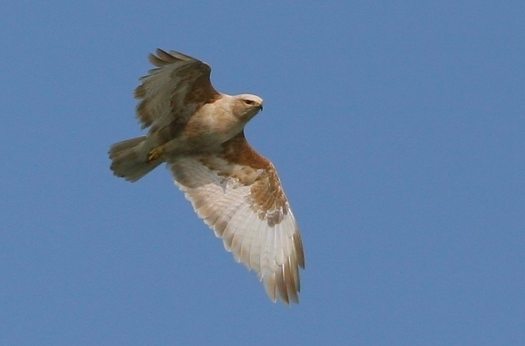 Poiana codabianca (Buteo rufinus)